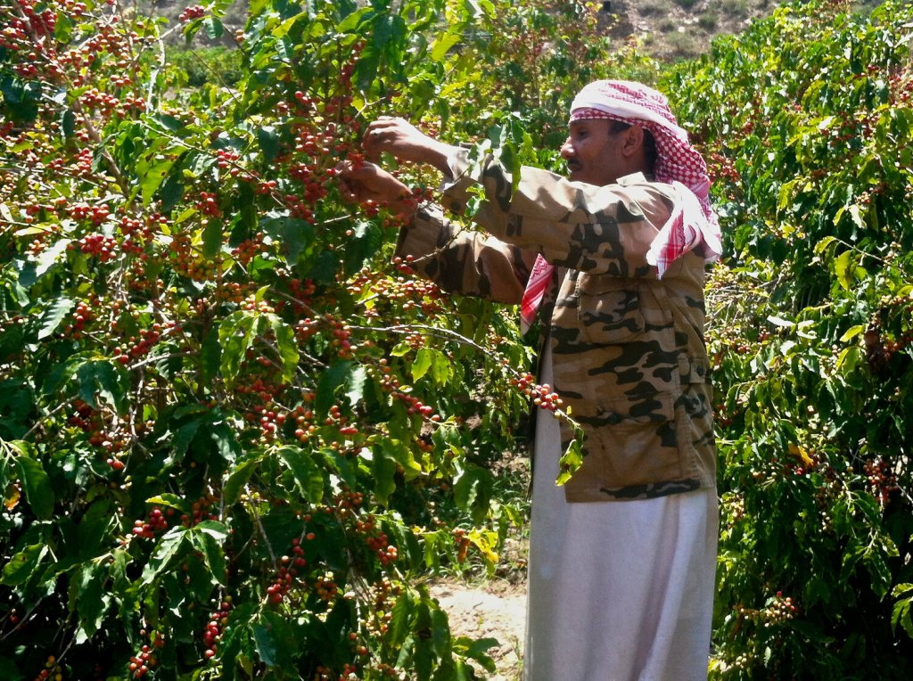 زراعة بن القهوة في اليمن
